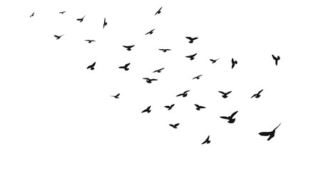 Sketch silhouette of a flock of flying black birds, takeoff, flying, flight, flutter, fly, hover, soar, landing, isolated vector