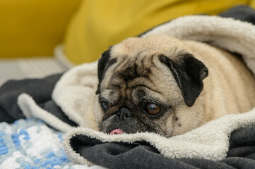 old pug resting on a yellow sofa covered with a jacket 12