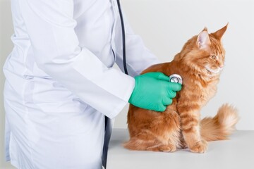 Veterinary doctor at vet clinic screening for cat,
