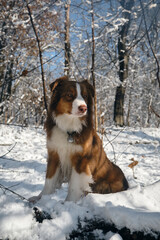 Dog in a snowy forest. Pet in the winter nature. Brown australian shepherd put its paws on log. Aussie red tricolor walks outside and poses.