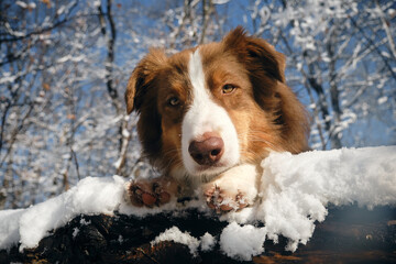 Dog in a snowy forest. Pet in the winter nature. Brown australian shepherd put its paws on log....