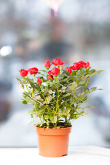 Red decorative roses in plastic flowerpot