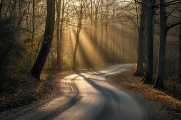 Sun Shines Through Trees on Road