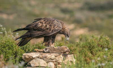 the majestic golden eagle with her prey,  a wild rabbit