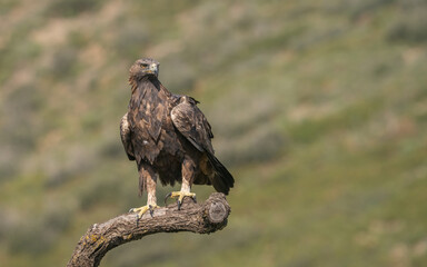 the majestic golden eagle on the trunk	