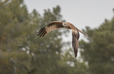 red kite in flight, spain	