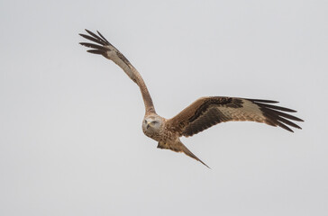 red kite in flight, spain	