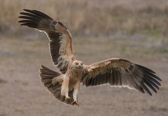 the majestic spanish imperial eagle	