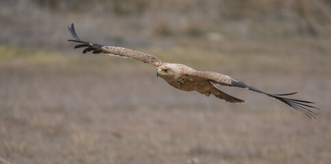 the majestic spanish imperial eagle in flight