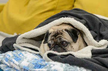 old pug resting on a yellow sofa covered with a jacket 8