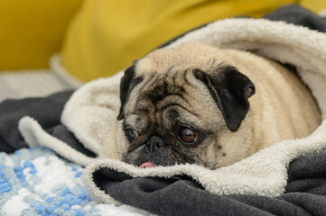 old pug resting on a yellow sofa covered with a jacket 11