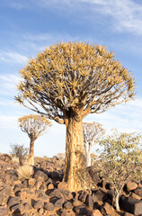 Nice landscape with quiver tree