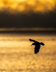 Sea Gull Gliding Over the Sea at Sunrise