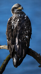 Young Bald Eagle (Haliaeetus leucocephalus) Perching on a Tree Branch