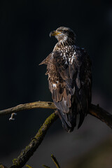 Young Bald Eagle (Haliaeetus leucocephalus) Perching on a Tree Branch