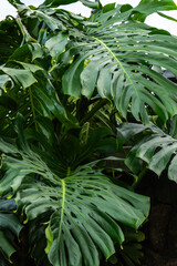 monstera plants