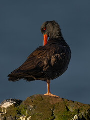 Black Oystercatcher (Haematopus bachmani) in Washington State