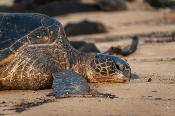 sea turtles on the beach