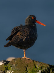 Black Oystercatcher (Haematopus bachmani) in Washington State