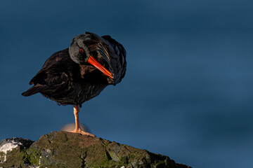 Black Oystercatcher (Haematopus bachmani) in Washington State