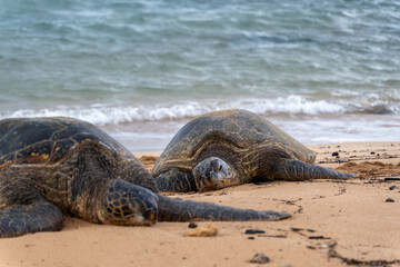 sea turtles on the beach