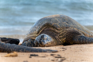 sea turtles on the beach