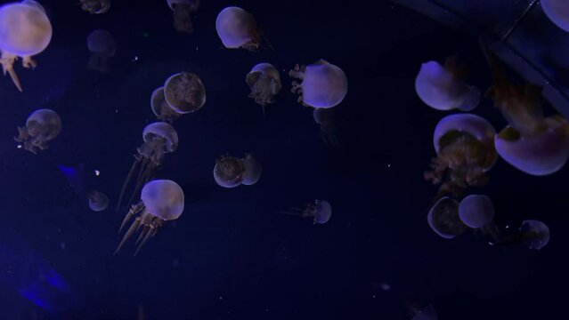 Many jellyfish circling each other.