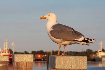 Eine Silbermöwe (Larus argentatus, European herring gull) im Abendlicht auf einem Pfahl im Hafen...