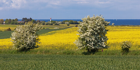 Landschaft im Frühling mit Rapsfeldern, Weizenfeldern und Weißdornbüschen bei Heiligenhafen in Schleswig-Holstein an der Ostsee