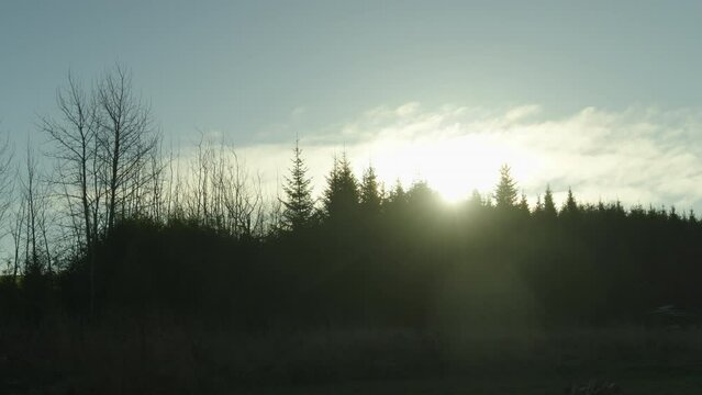 Bright sun on top of the silhouette coniferous forest