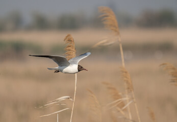 black-headed gull flying over the Ebro river delta	