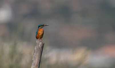 the kingfisher waiting on the branch	
