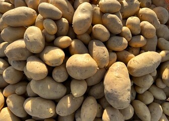Overhead view of a pile of fresh market potatoes