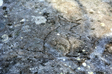 Aboriginal kangaroo rock carving at Jibbon Head in Royal National Park, Australia. The rock carvings at Jibbon Head were first discovered in 1904.