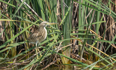 Squacco Heron in the marshes of the ebro delta	
