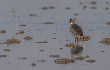 Northern Lapwing in the rice field