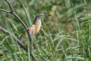 Squacco Heron in the marshes of the ebro delta	