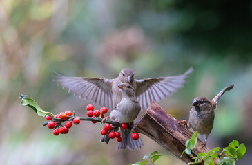 The fights, positions and attitudes of the sparrows in flight are spectacular!