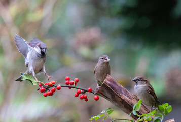 The fights, positions and attitudes of the sparrows in flight are spectacular!