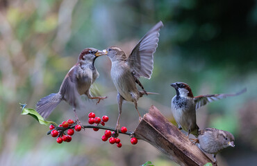 The fights, positions and attitudes of the sparrows in flight are spectacular!