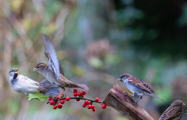 The fights, positions and attitudes of the sparrows in flight are spectacular!