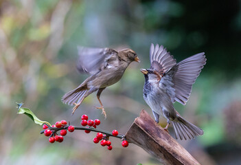 The fights, positions and attitudes of the sparrows in flight are spectacular!