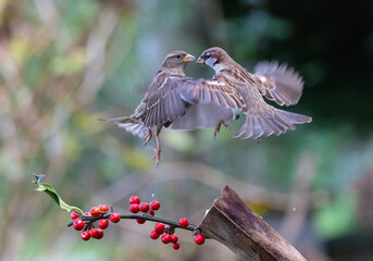 The fights, positions and attitudes of the sparrows in flight are spectacular!