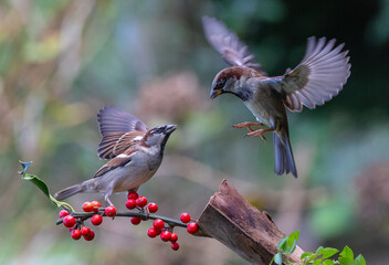 The fights, positions and attitudes of the sparrows in flight are spectacular!