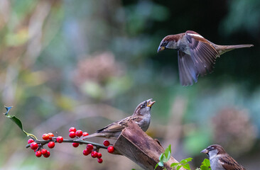 The fights, positions and attitudes of the sparrows in flight are spectacular!