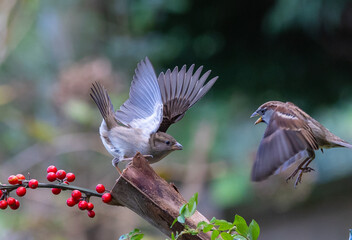 The fights, positions and attitudes of the sparrows in flight are spectacular!