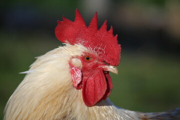 Gallo dom&eacute;stico