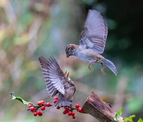 The fights, positions and attitudes of the sparrows in flight are spectacular!