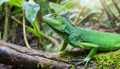 Fototapeta premium Green iguana in tropical jungle close up.