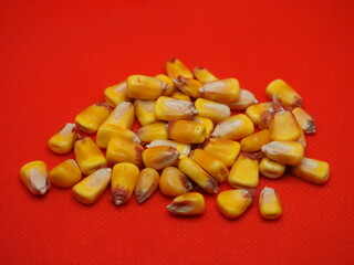 bright yellow corn seeds on a red background